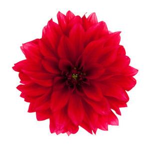 Dahlia Hypnotica® Red Velvet