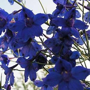 Delphinium grandiflora Blue Butterfly