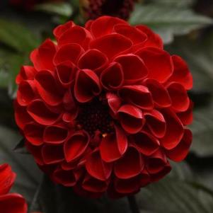 Dahlia CityLights™ Red