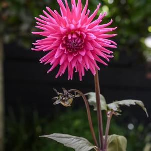 Dahlia Electro™ Pink