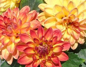 Dahlia Hypnotica™ Tequila Sunrise