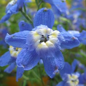 Delphinium grandiflorum Summer Cloud