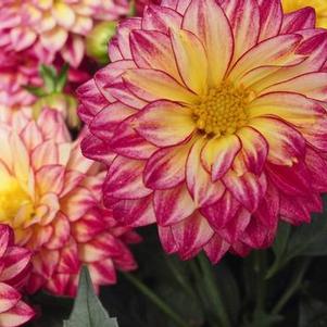 Dahlia Hypnotica® Tropical Breeze