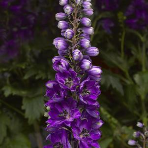 Delphinium e. Delphina™ Dark Blue Black Bee