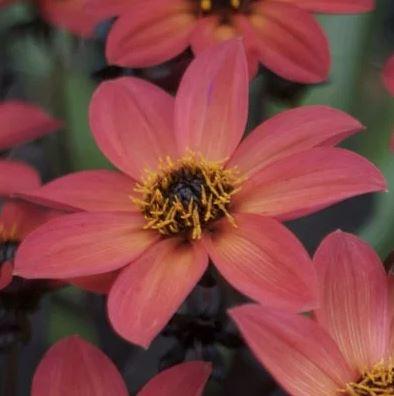 Dahlia Happy Days™ Orange Red Bicolor