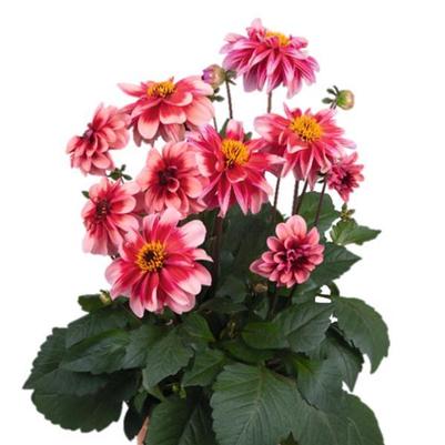 Dahlia Revelation Salmon Bicolor