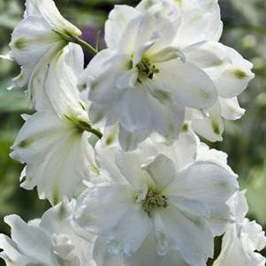 Delphinium elatum F1-Hybr New Millennium™ Double Innocence