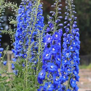 Delphinium elatum F1-Hybr New Millennium™ Cobalt Dreams