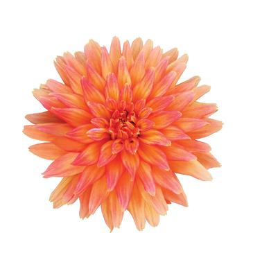 Dahlia Megaboom Orange Crush