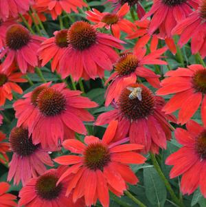 Echinacea x hybrida Sombrero® Salsa Red