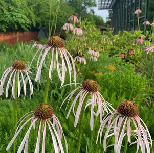 Echinacea pallida 