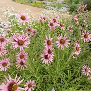 Echinacea tennesseensis 