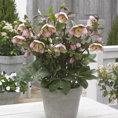 Helleborus FrostKiss® Bayli's Blush