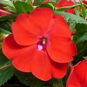 Impatiens SunPatiens® Compact Red