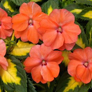 Impatiens SunPatiens® Vigorous Variegated Tropical Salmon