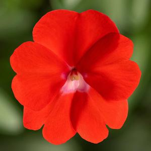 Impatiens Spectra™ Orange Improved