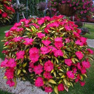 Impatiens SunPatiens® Compact Tropical Rose