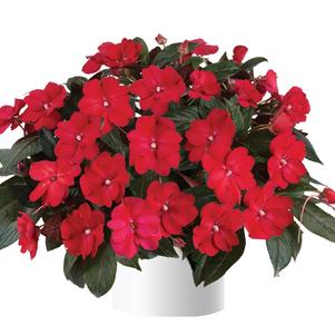 Impatiens Sol Luna™ Candy Apple