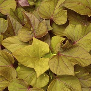 Ipomoea batatus Sidekick™ Heart Bronze