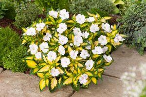 Impatiens Sunpatiens Variegated Spreading White