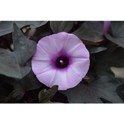 Ipomoea batatus FloraMia Nero