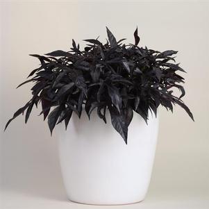 Ipomoea batatus Spotlight Black