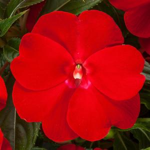 Impatiens Spectra™ Bright Red