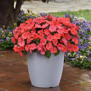 Impatiens Solarscape™ XL Salmon Glow