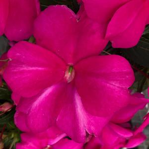 Impatiens Spectra™ Magenta