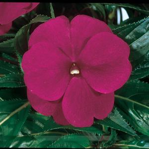 Impatiens hawkeri ColorPower™ Purple Blue