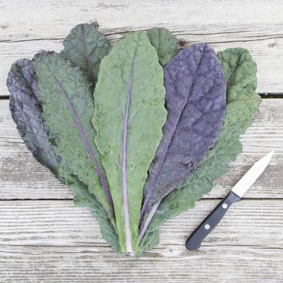 Kale Dazzling Blue