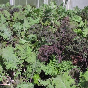 Kale Garden Mixer