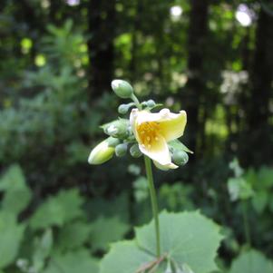 Kirengeshoma palmata 