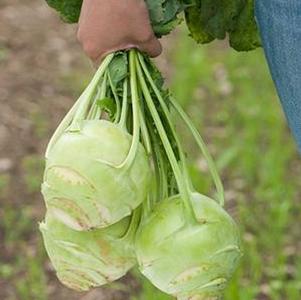 Kohlrabi Kossak