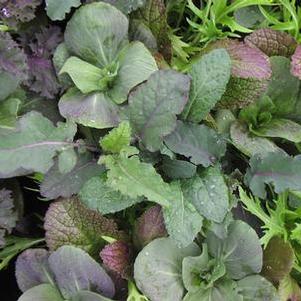 Mesclun Mixed greens