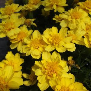 Marigold Alumia Vanilla Cream