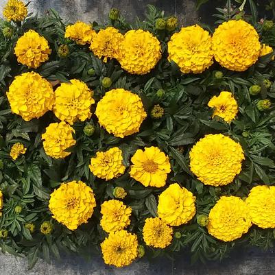 Marigold Proud Mari Gold