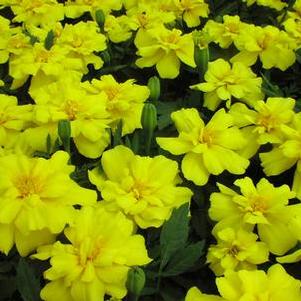 Marigold Zenith Lemon Yellow