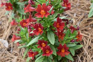 Mimulus Aurantiacus Mai Tai™ Red