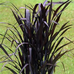 Pennisetum First Knight