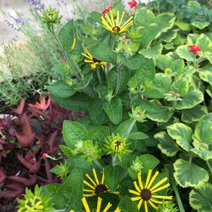 Rudbeckia Henry Eilers