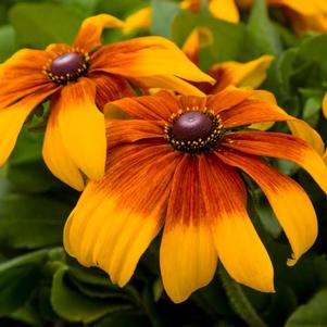 Rudbeckia Rising Sun Chestnut Gold