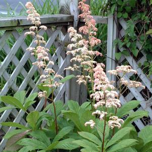 Rodgersia aesculifolia 