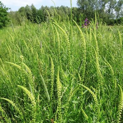 Reseda Luteola 