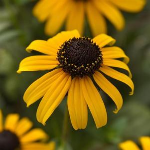 Rudbeckia fulgida var. sullivantii Goldblitz