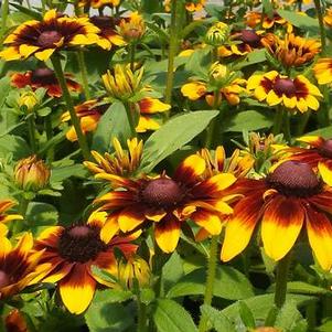 Rudbeckia Toto Rustic