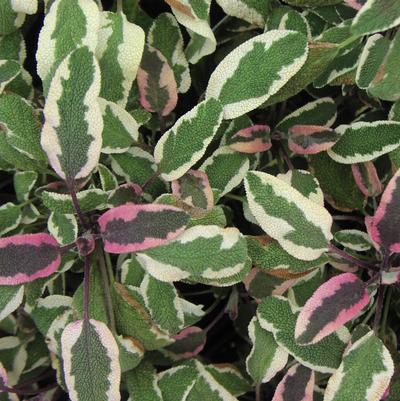 Sage Tricolor