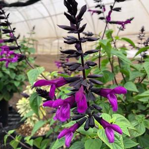 Salvia Bodacious® Smokey Jazz