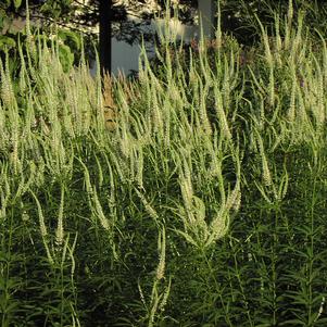 Veronicastrum virginicum 