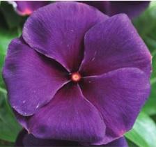 Vinca Quasar Deep Space Blue